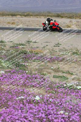 media/Feb-04-2023-SoCal Trackdays (Sat) [[8a776bf2c3]]/Turn 15 Inside Blooming (1050am)/